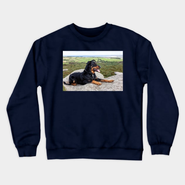 Beauceron Dog Crewneck Sweatshirt by tommysphotos